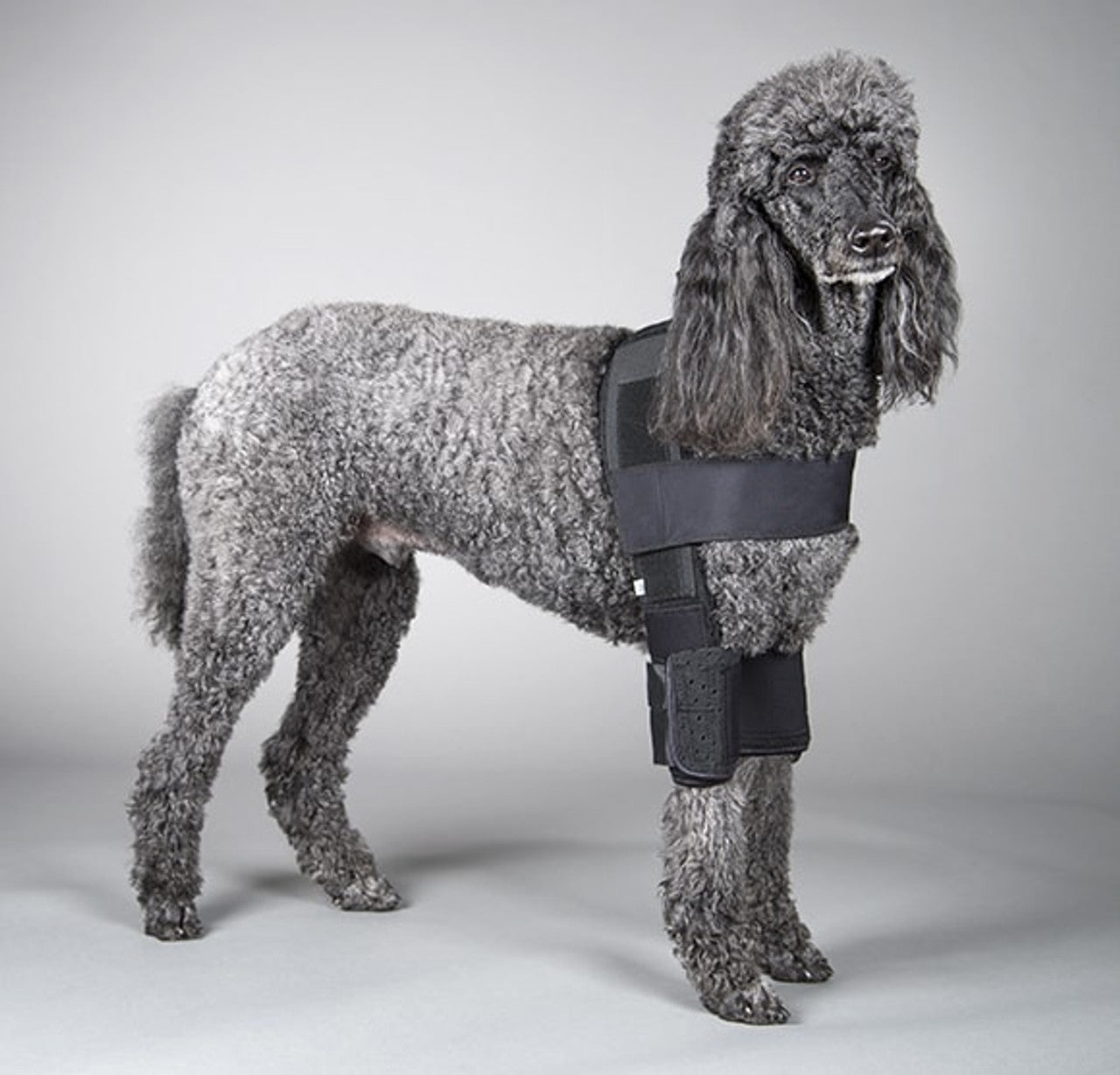 DogLeggs - Elbow Callus Protection